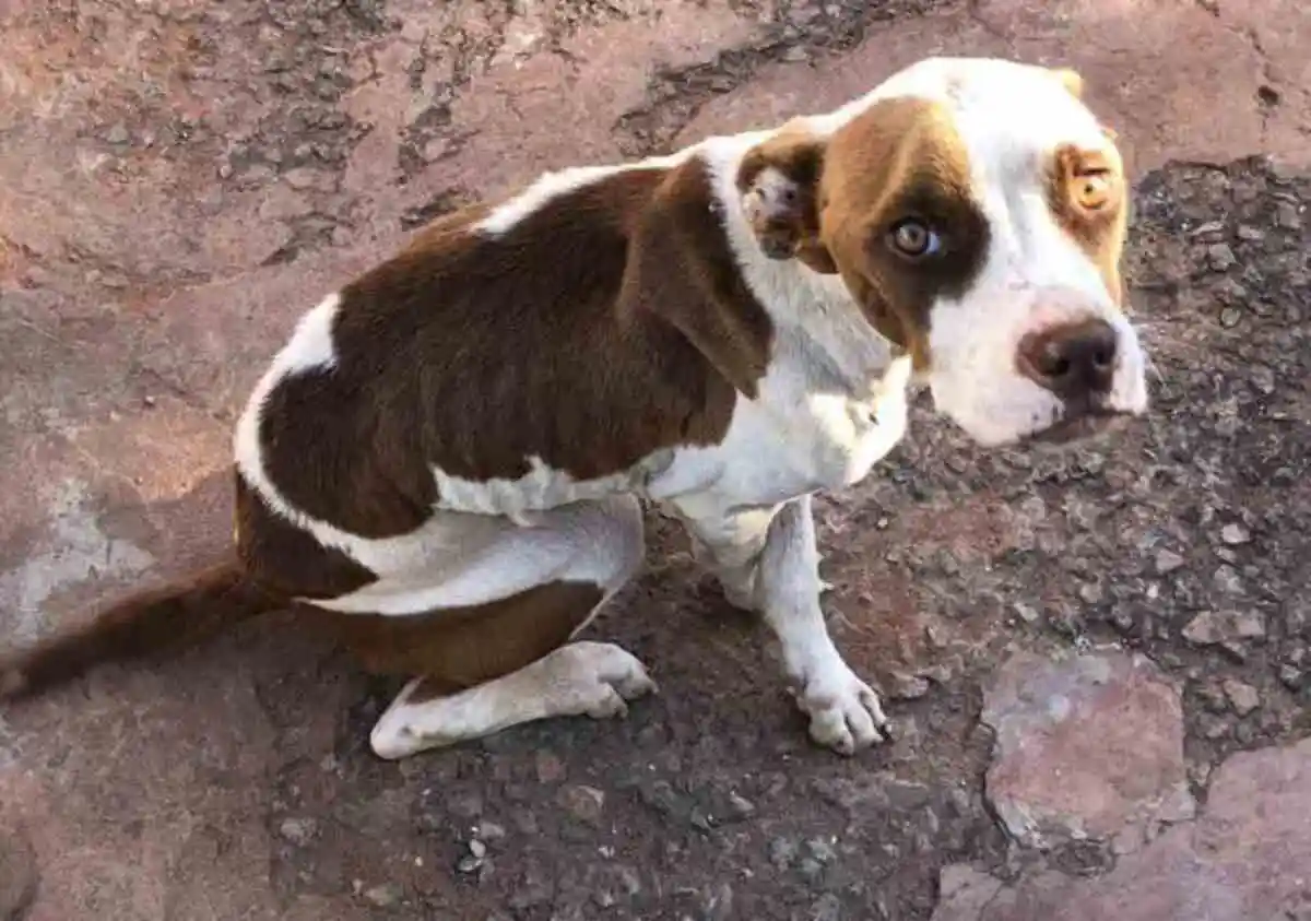 Cães resgatados precisam de ajuda urgente